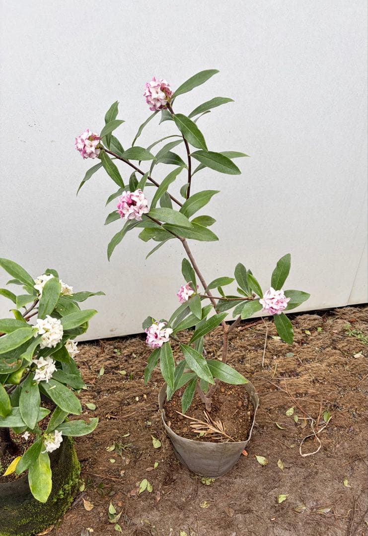 沈丁花　2本セット　満開になりました　155