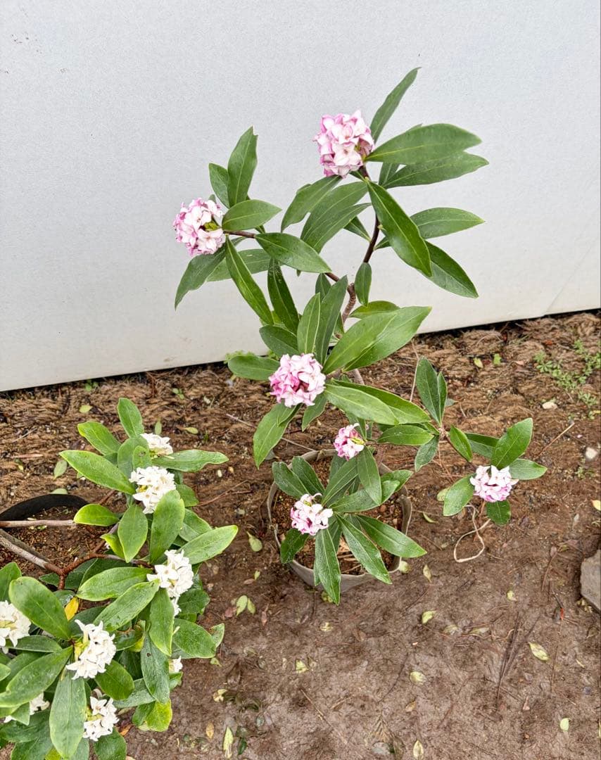 沈丁花　2本セット　満開になりました　155
