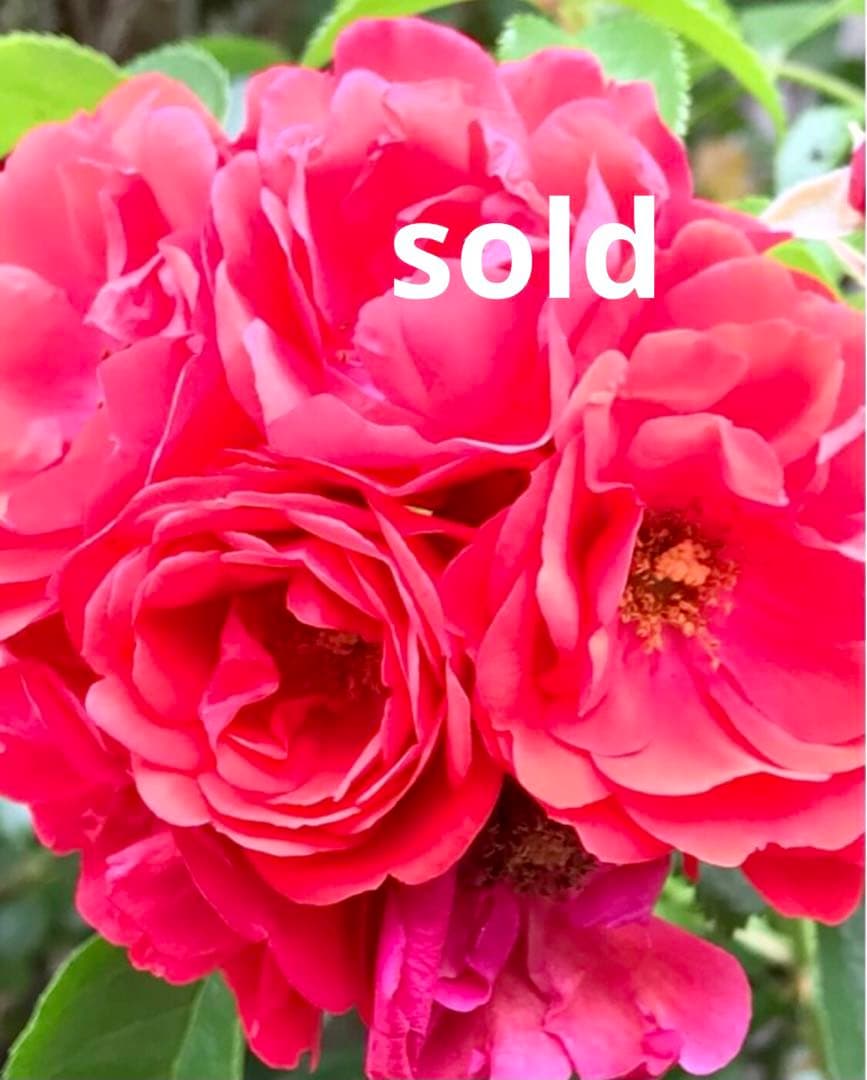 レジンヘアゴム　うちわ　ひまわりと黒猫ちゃん