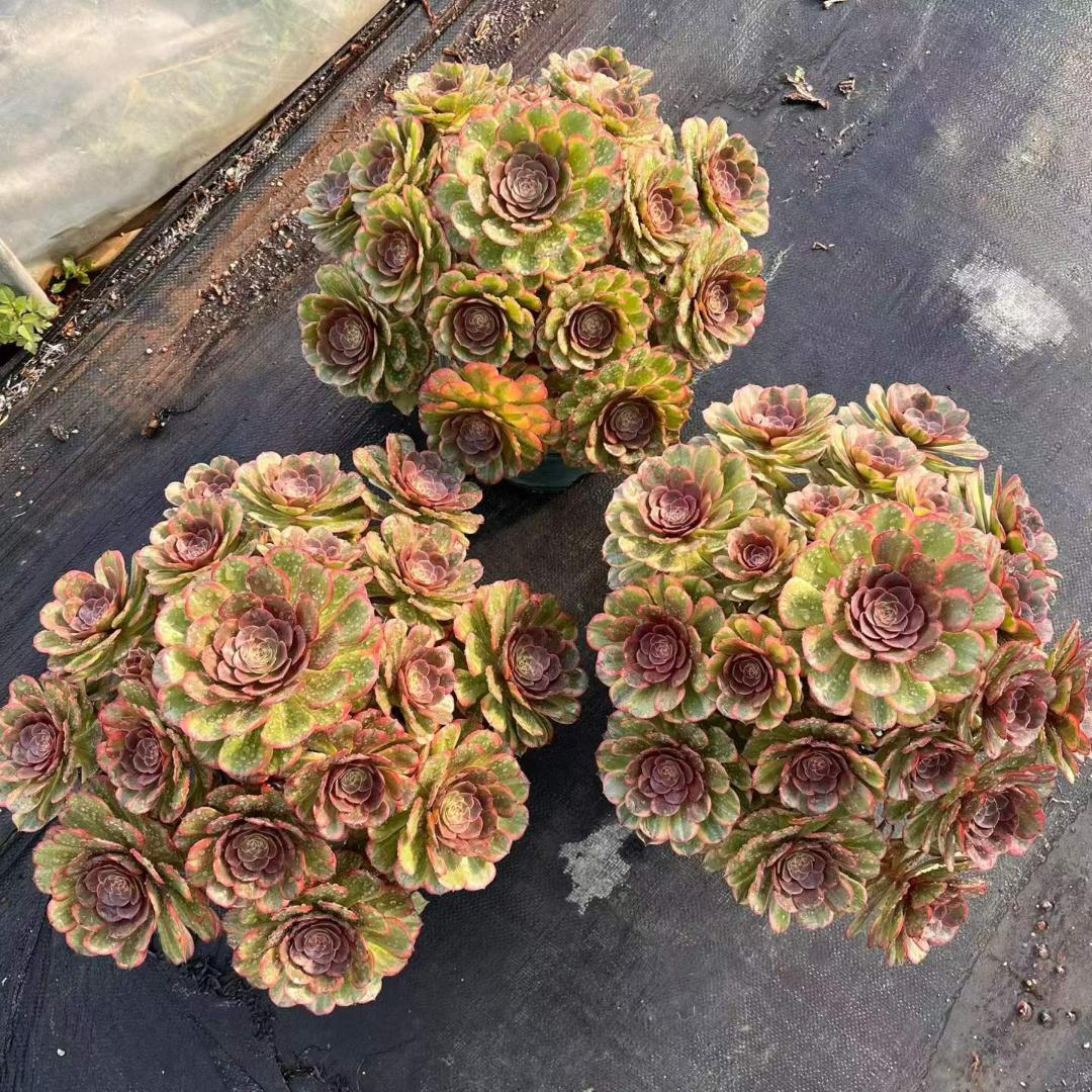 Top【選抜株】多肉植物　25340オービキュラータ　10個　鉢無し/脱土