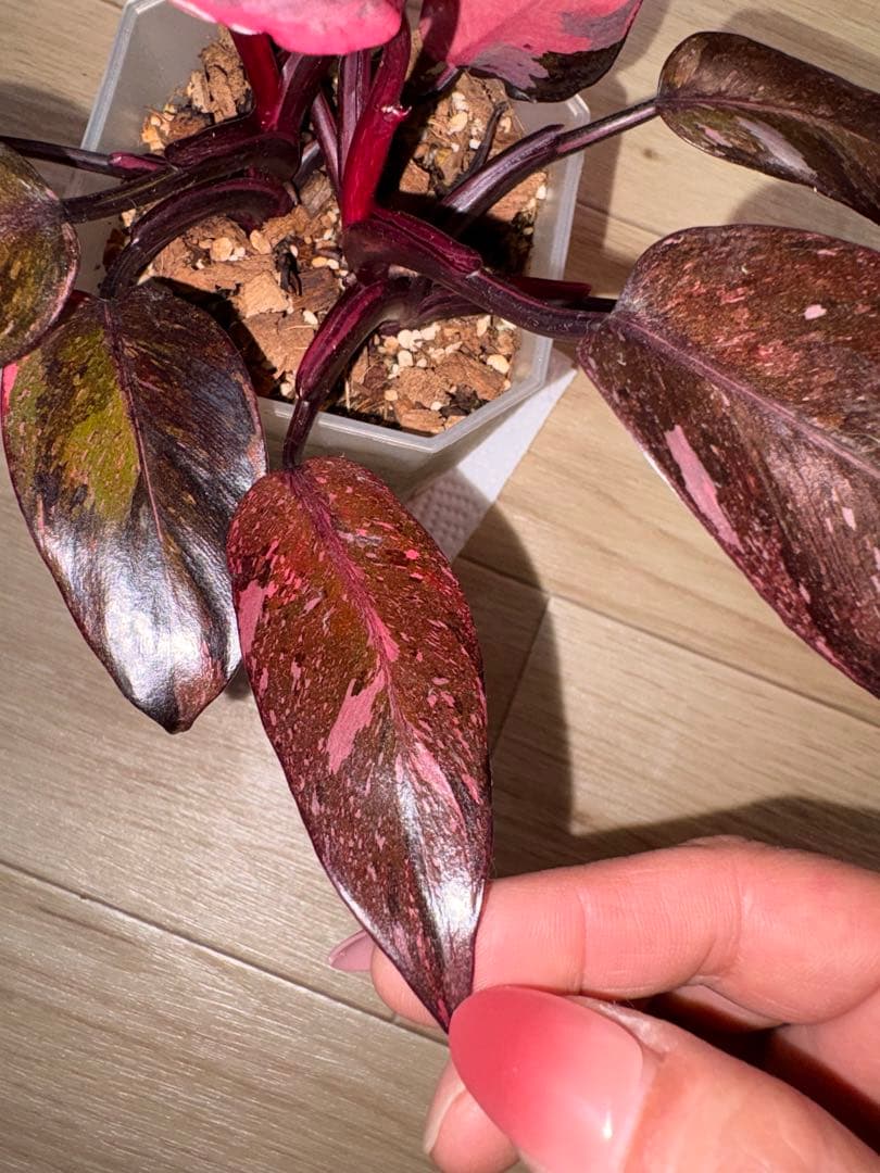 【美斑】フィロデンドロンピンクプリンセスギャラクシー2株植え