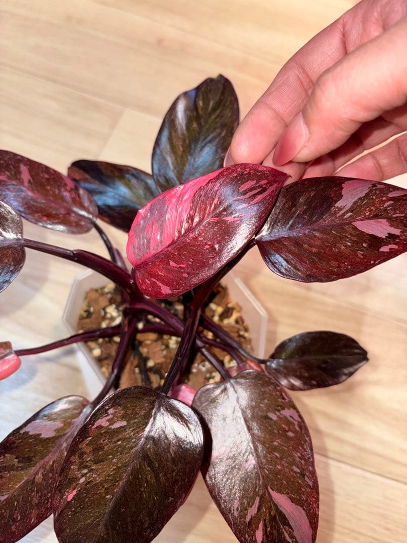 【美斑】フィロデンドロンピンクプリンセスギャラクシー2株植え