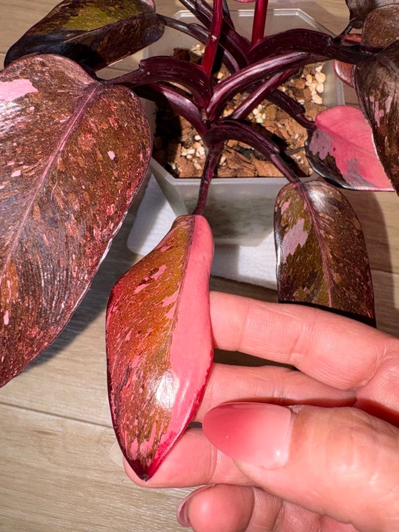 【美斑】フィロデンドロンピンクプリンセスギャラクシー2株植え