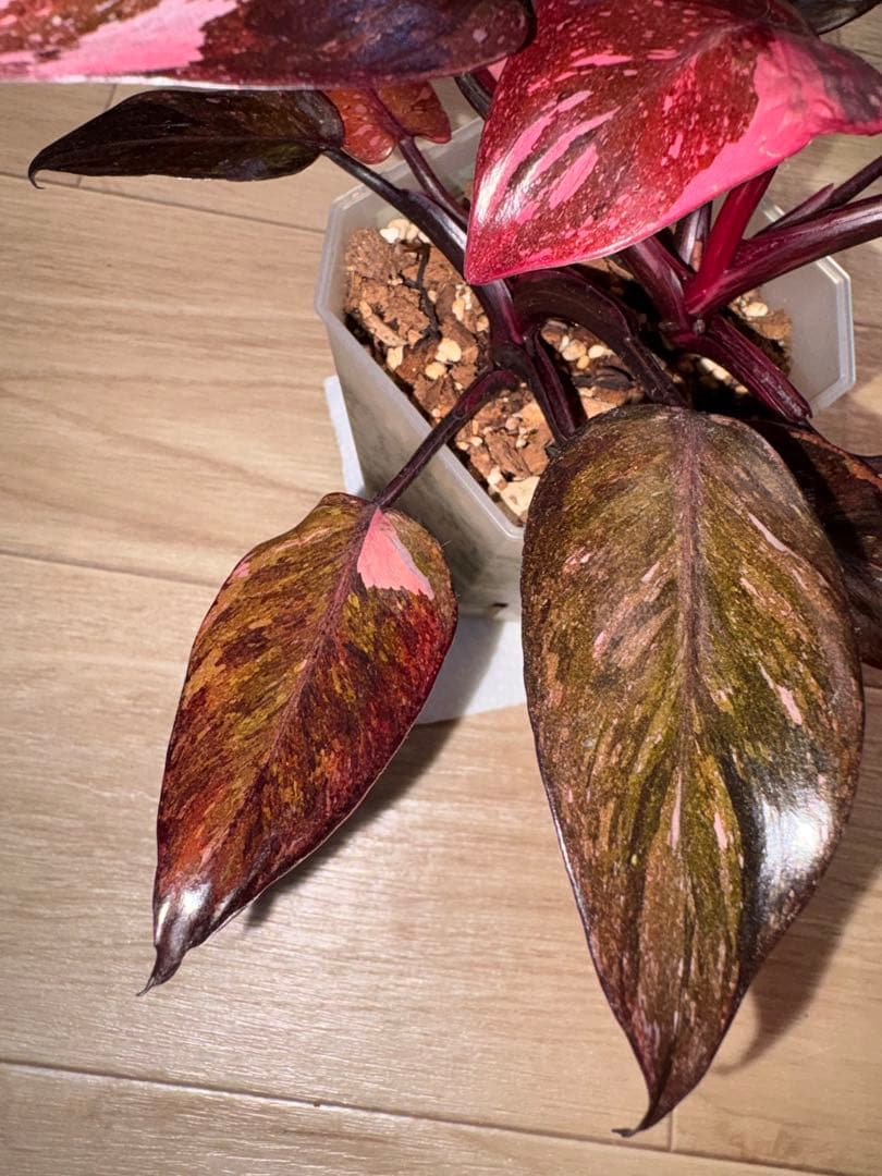 【美斑】フィロデンドロンピンクプリンセスギャラクシー2株植え