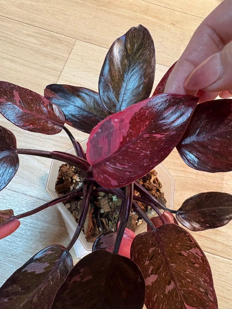 【美斑】フィロデンドロンピンクプリンセスギャラクシー2株植え