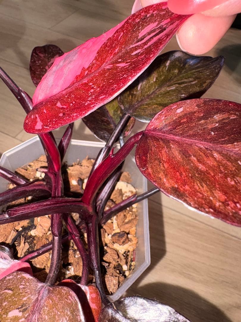 【美斑】フィロデンドロンピンクプリンセスギャラクシー2株植え