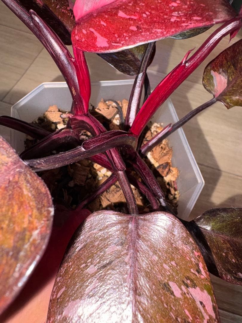 【美斑】フィロデンドロンピンクプリンセスギャラクシー2株植え