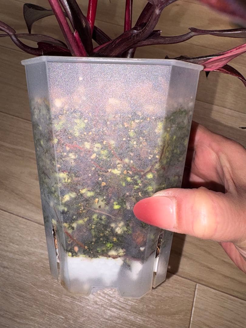 【美斑】フィロデンドロンピンクプリンセスギャラクシー2株植え