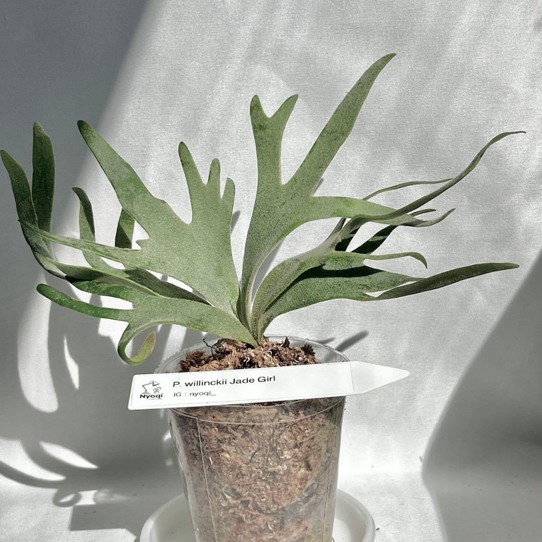 【SALE】P. Willinckii Jade Girl(TC) 【41】