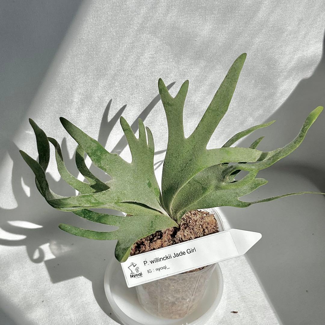 【SALE】P. Willinckii Jade Girl(TC) 【41】