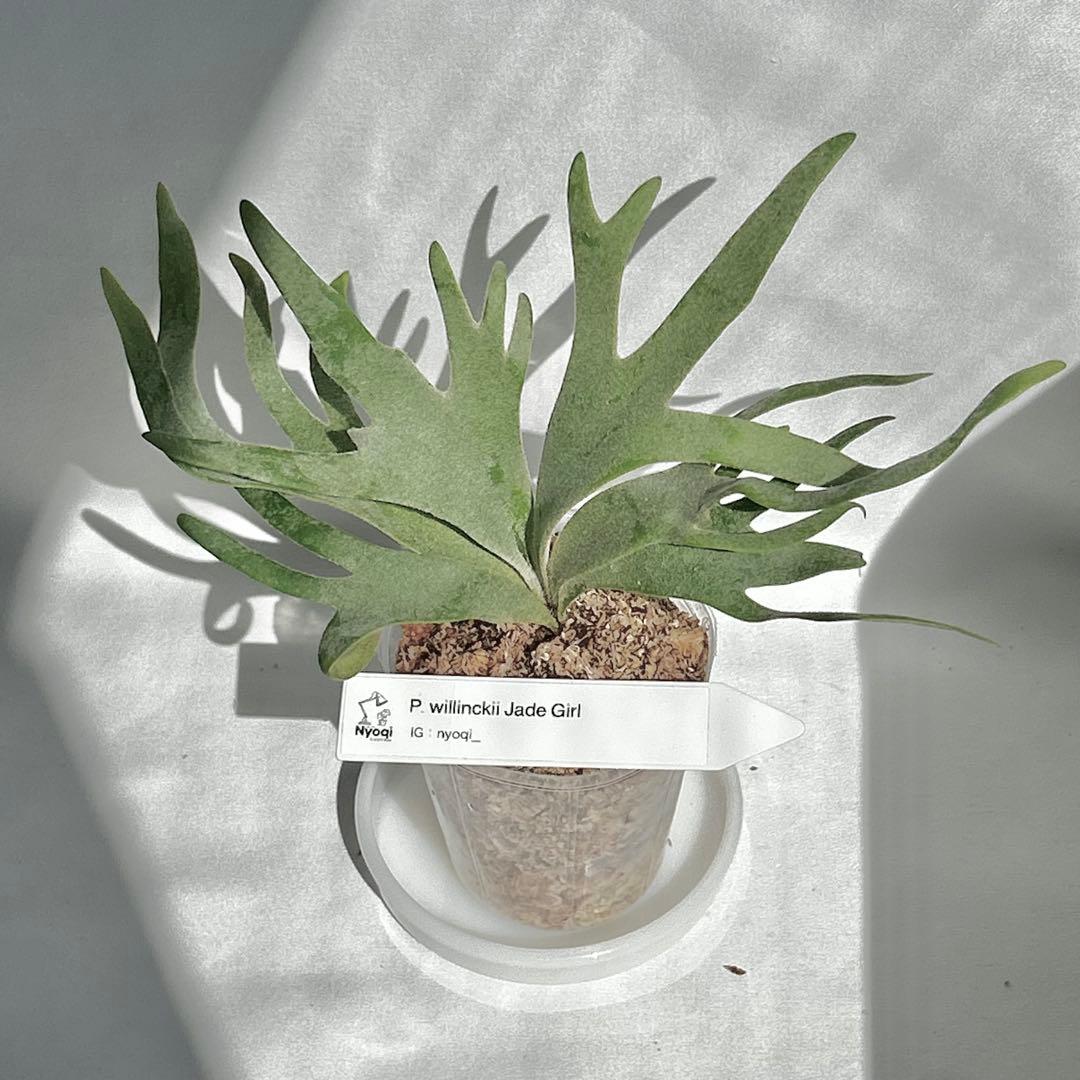 【SALE】P. Willinckii Jade Girl(TC) 【41】