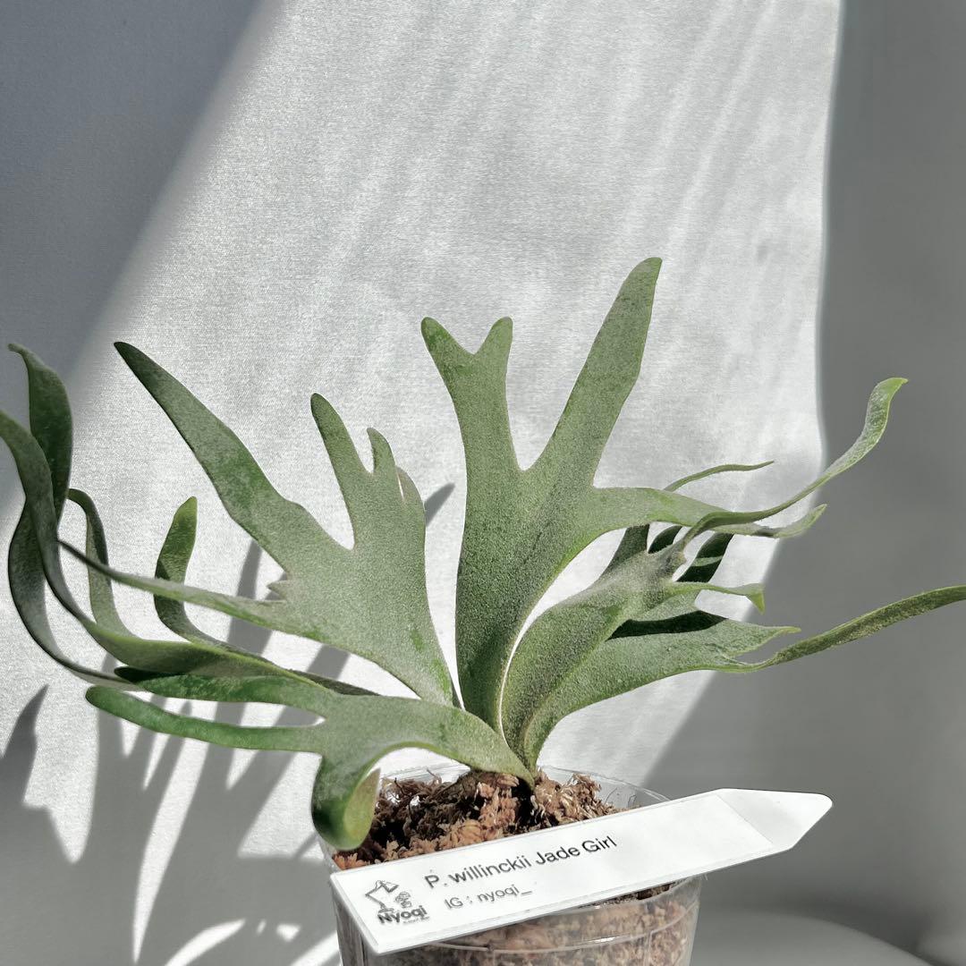 【SALE】P. Willinckii Jade Girl(TC) 【41】