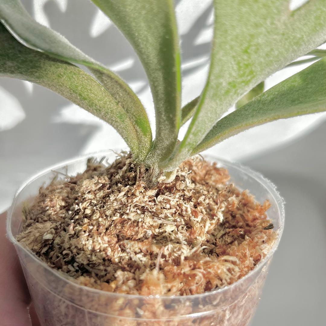 【SALE】P. Willinckii Jade Girl(TC) 【41】