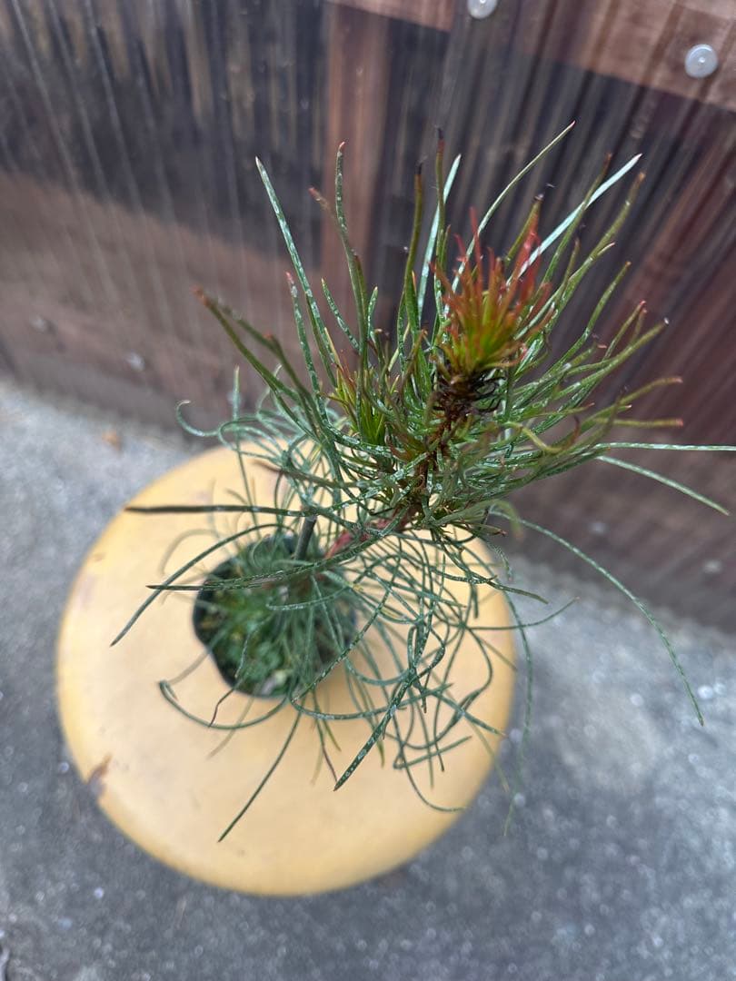 AULAX pallasia シルバービーニルポット