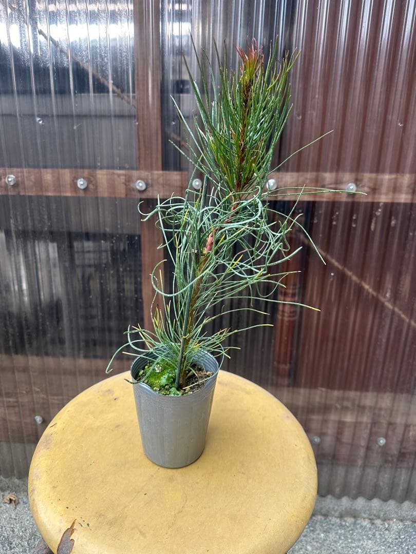 AULAX pallasia シルバービーニルポット