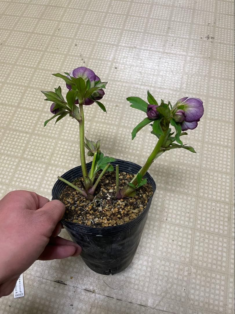 26-084 プリマヴェーラ交配 加藤農園クリスマスローズ