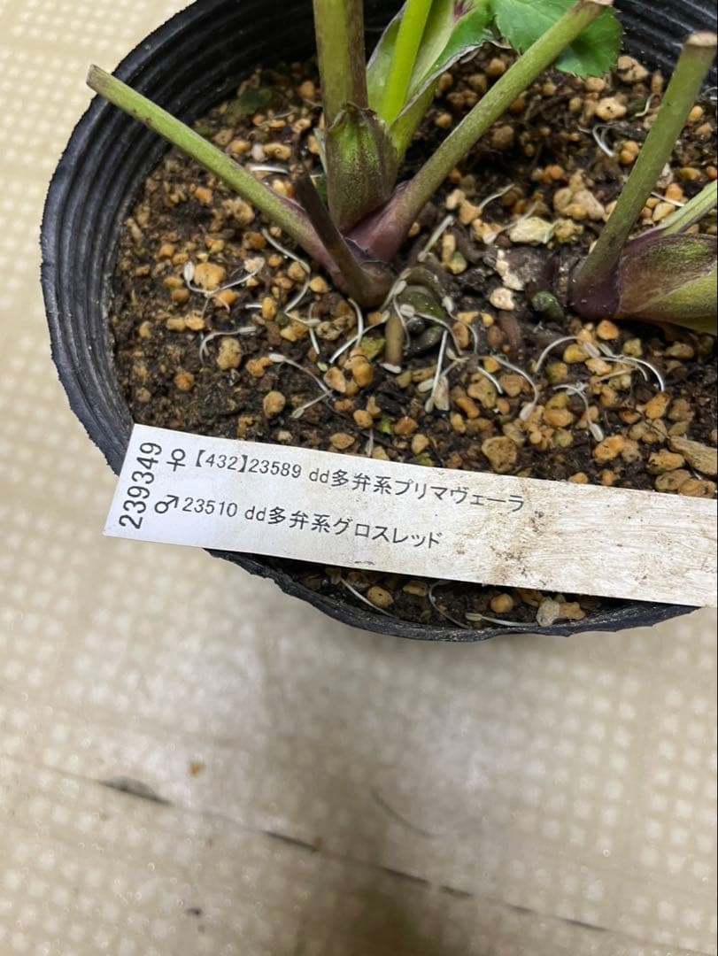 26-084 プリマヴェーラ交配 加藤農園クリスマスローズ