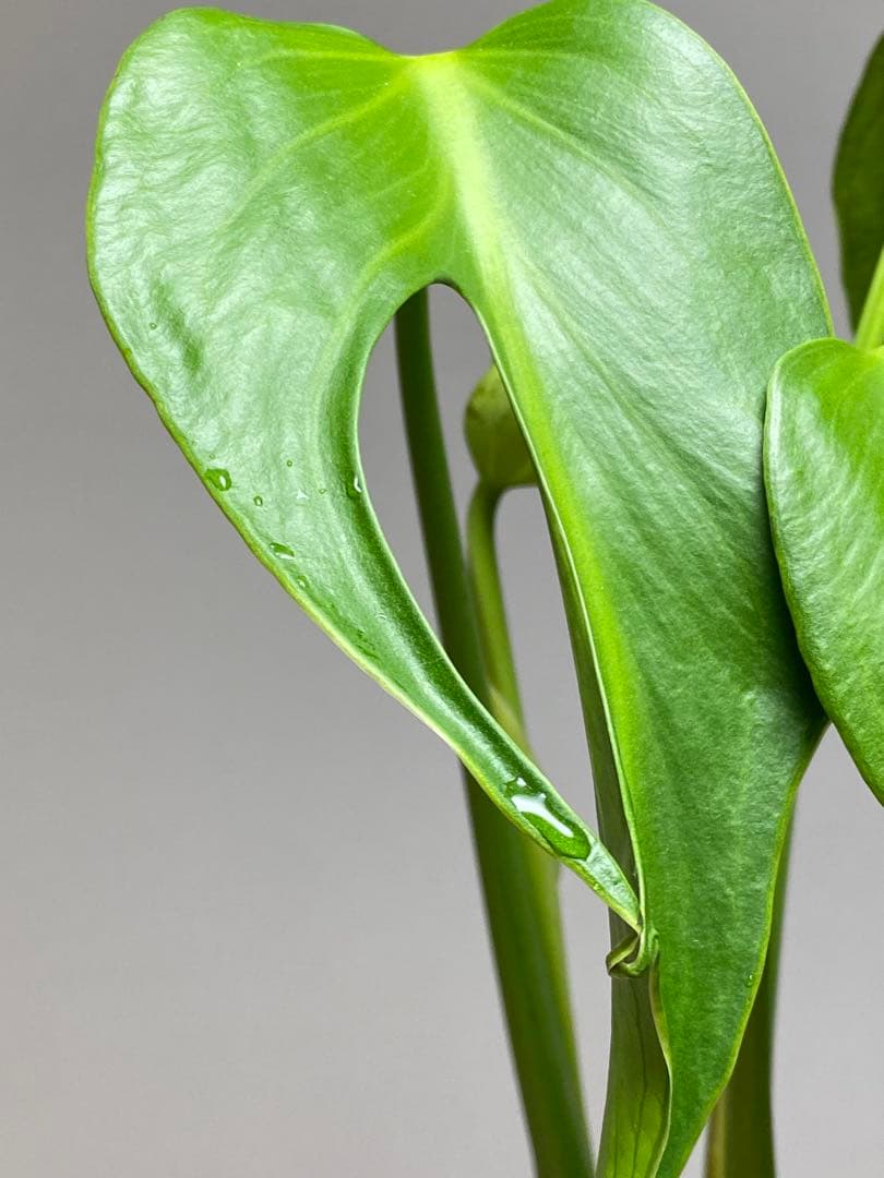 h*o様 【棚整理セール‼️】モンステラ　バールマルクス　希少　レア　人気‼️