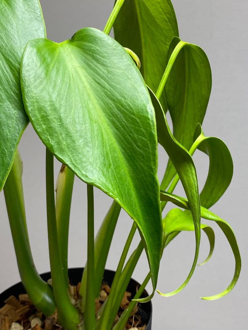 h*o様 【棚整理セール‼️】モンステラ　バールマルクス　希少　レア　人気‼️