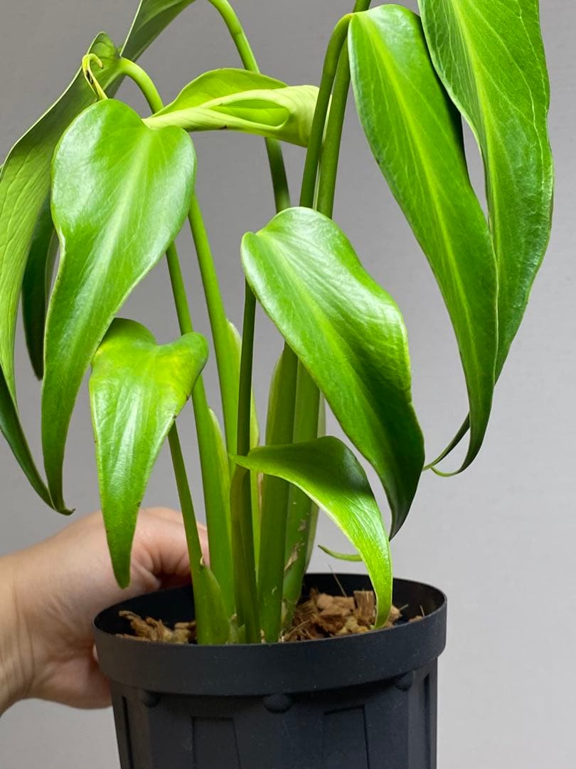 h*o様 【棚整理セール‼️】モンステラ　バールマルクス　希少　レア　人気‼️