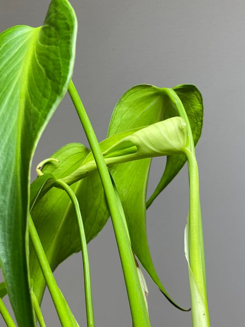 h*o様 【棚整理セール‼️】モンステラ　バールマルクス　希少　レア　人気‼️