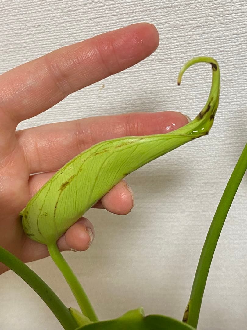 h*o様 【棚整理セール‼️】モンステラ　バールマルクス　希少　レア　人気‼️