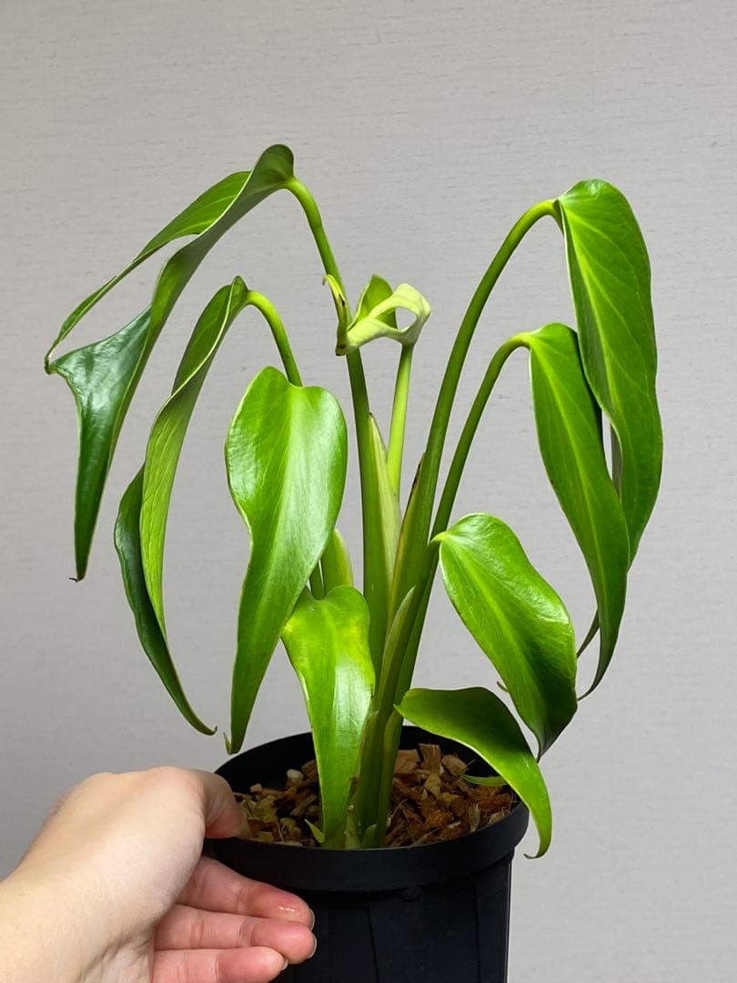 h*o様 【棚整理セール‼️】モンステラ　バールマルクス　希少　レア　人気‼️