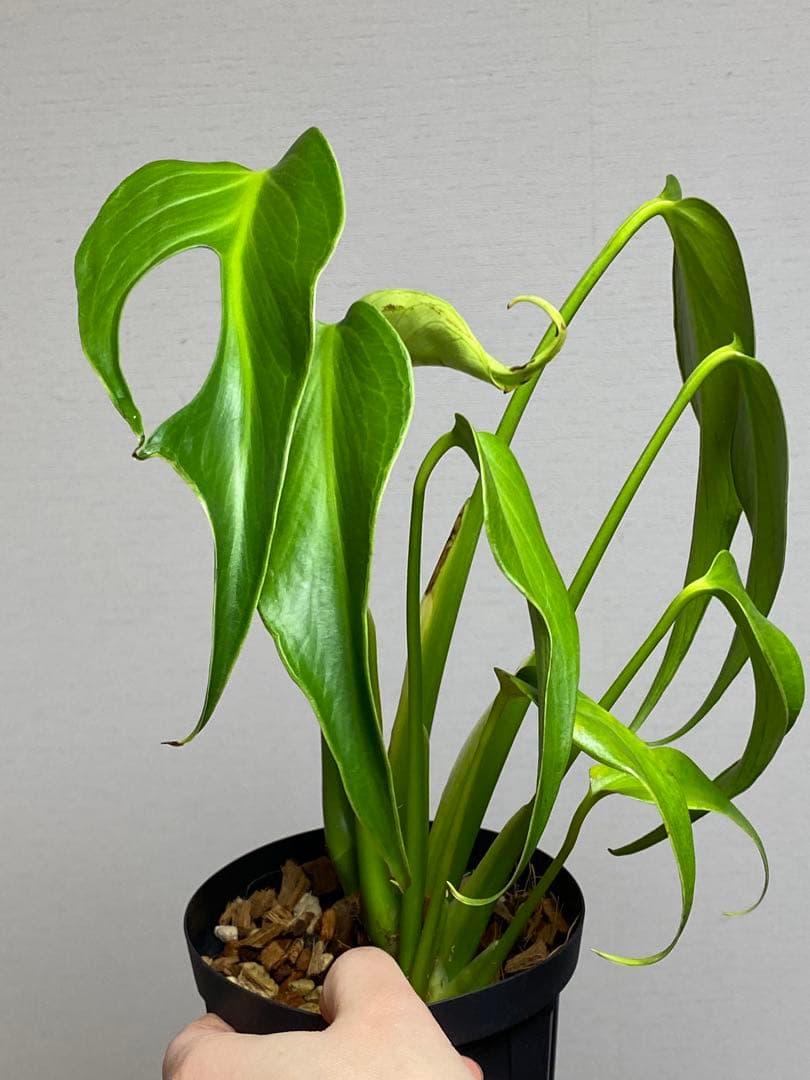 h*o様 【棚整理セール‼️】モンステラ　バールマルクス　希少　レア　人気‼️