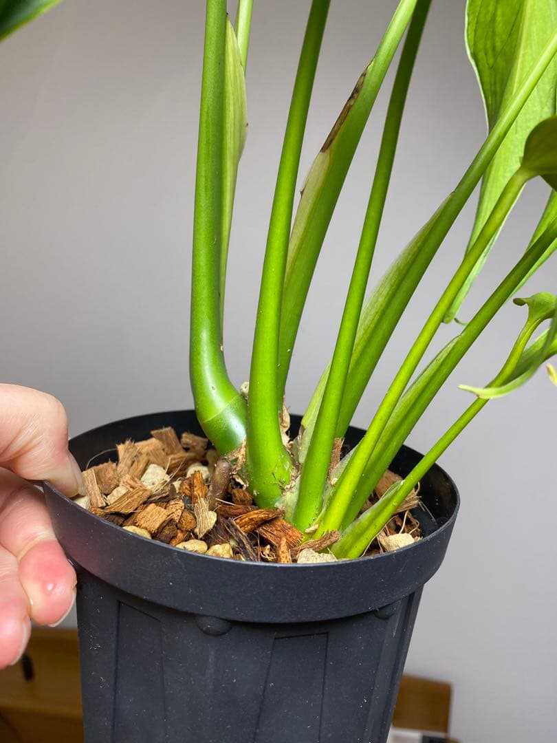 h*o様 【棚整理セール‼️】モンステラ　バールマルクス　希少　レア　人気‼️