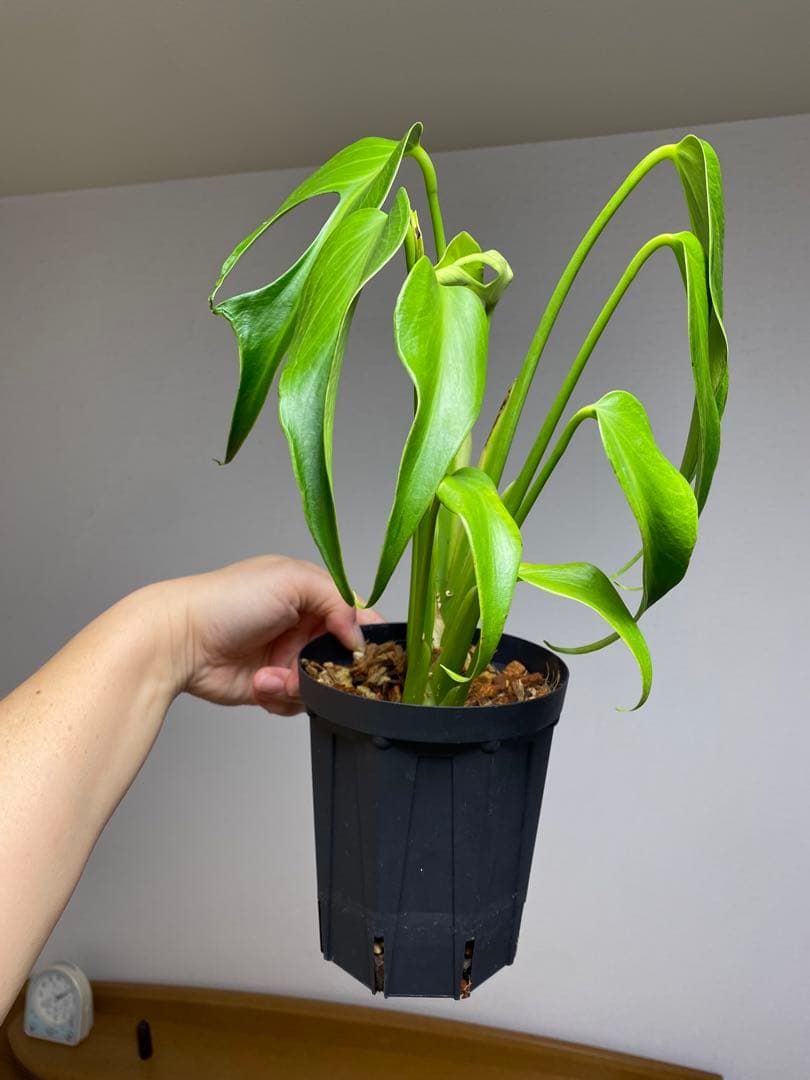 h*o様 【棚整理セール‼️】モンステラ　バールマルクス　希少　レア　人気‼️