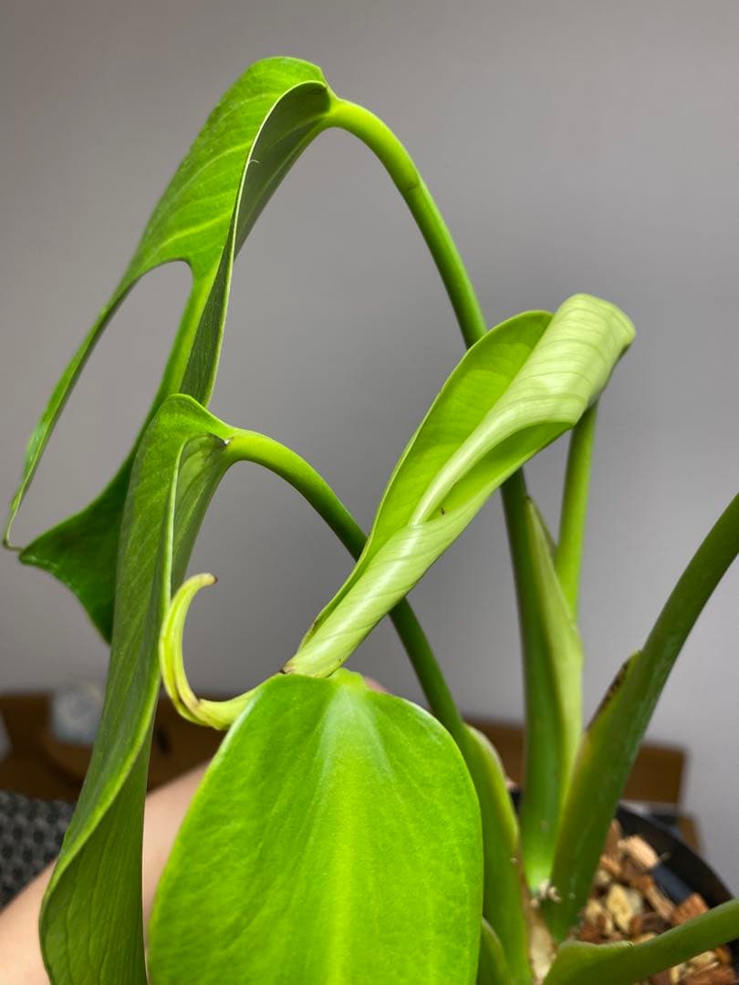 h*o様 【棚整理セール‼️】モンステラ　バールマルクス　希少　レア　人気‼️