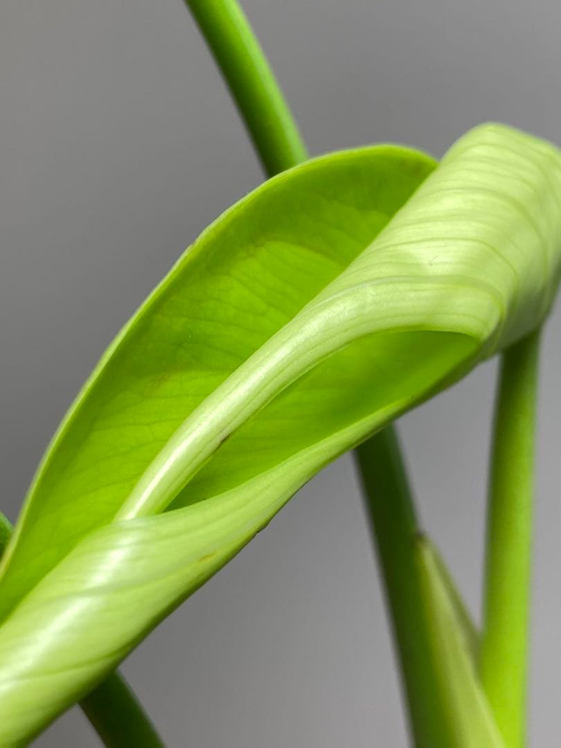 h*o様 【棚整理セール‼️】モンステラ　バールマルクス　希少　レア　人気‼️