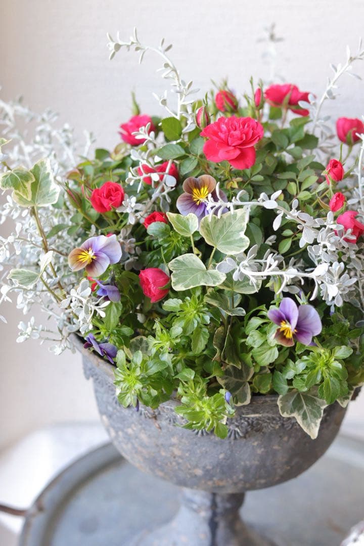 ミニバラのエレガントシックな寄せ植え