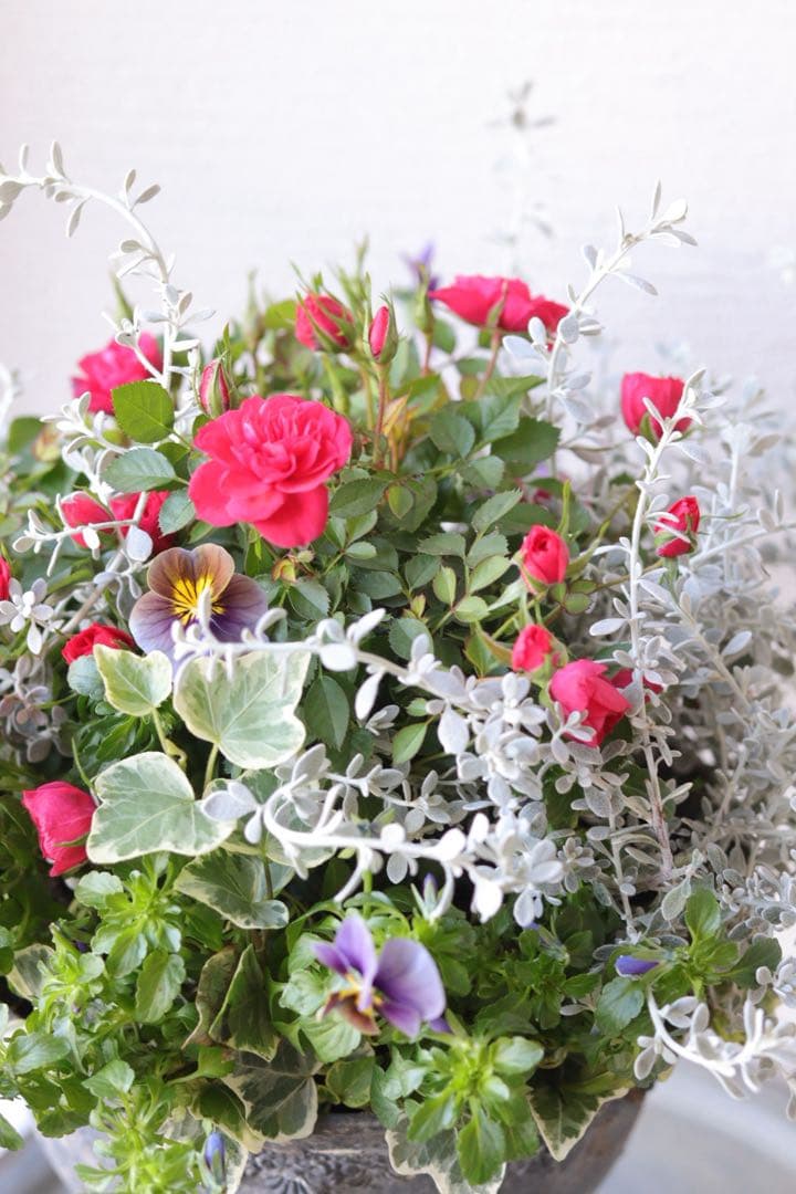 ミニバラのエレガントシックな寄せ植え