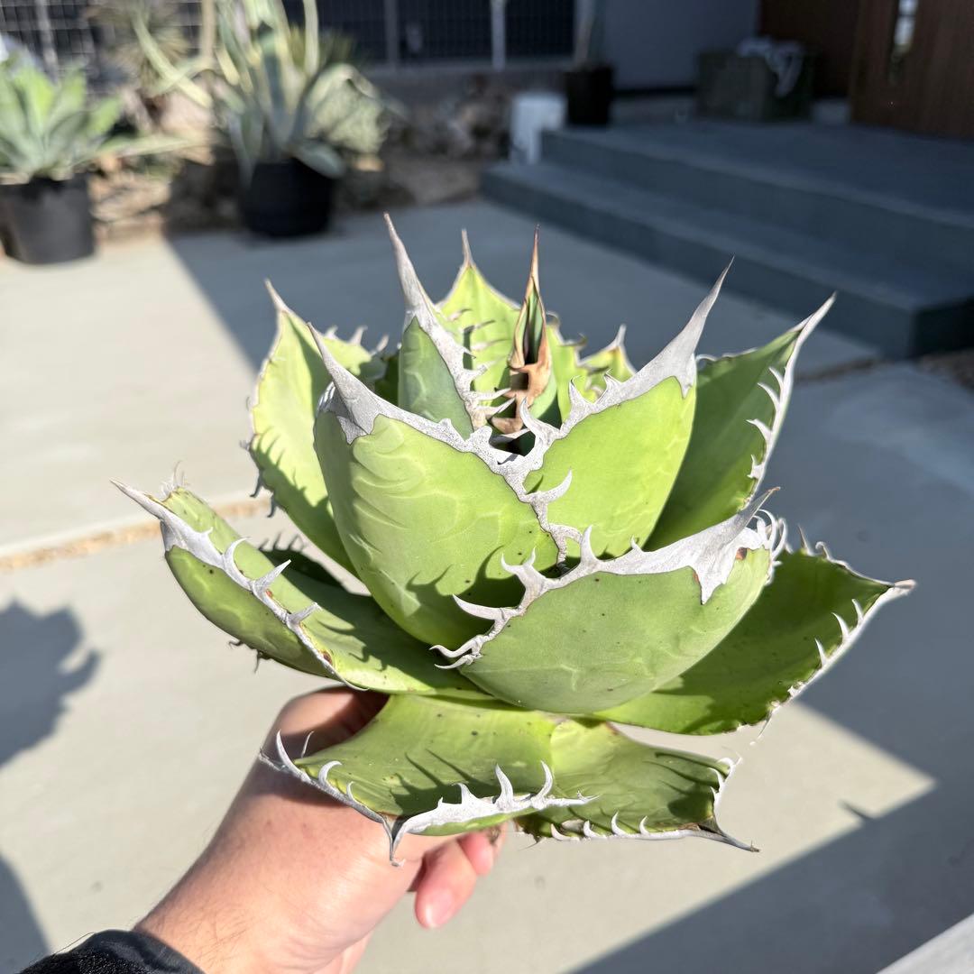 【gocciaplants産】アガベチタノタ黒桃　アガベチタノタスペード