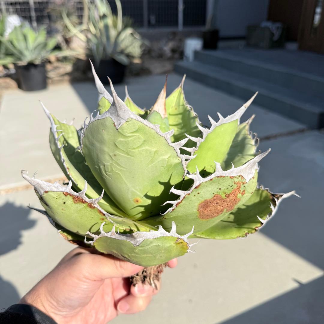 【gocciaplants産】アガベチタノタ黒桃　アガベチタノタスペード