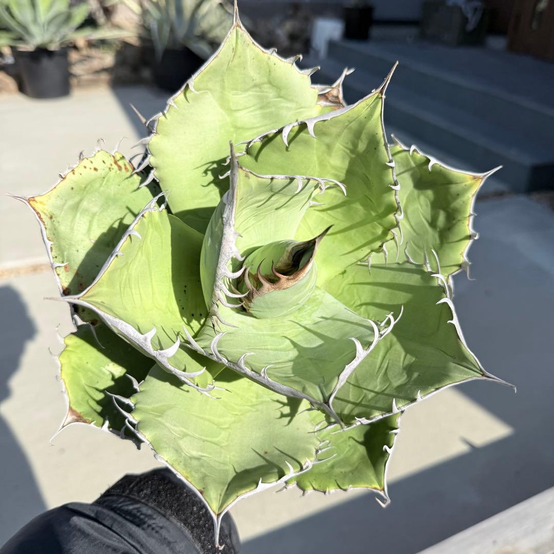 【gocciaplants産】アガベチタノタ黒桃　アガベチタノタスペード