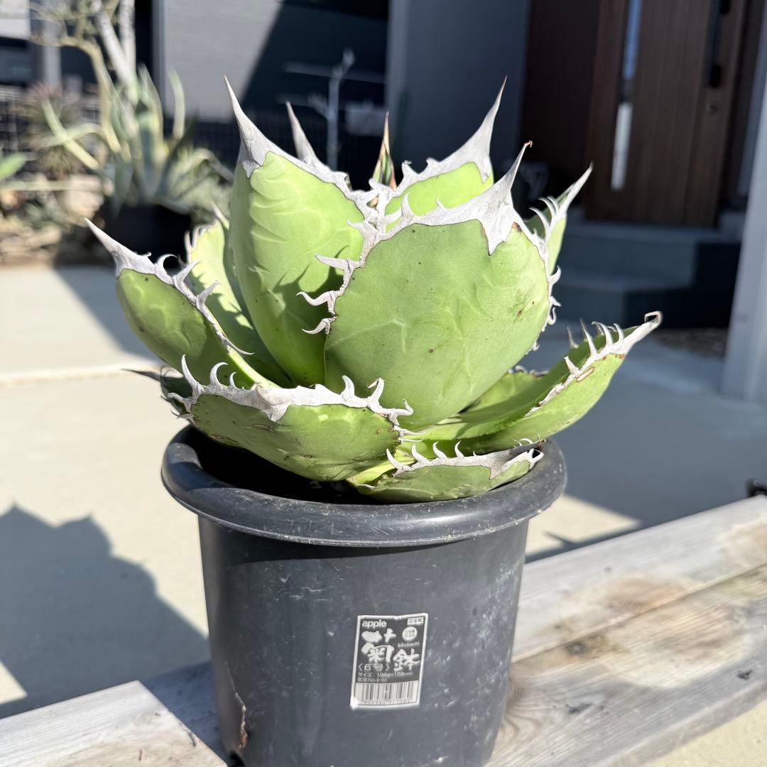 【gocciaplants産】アガベチタノタ黒桃　アガベチタノタスペード