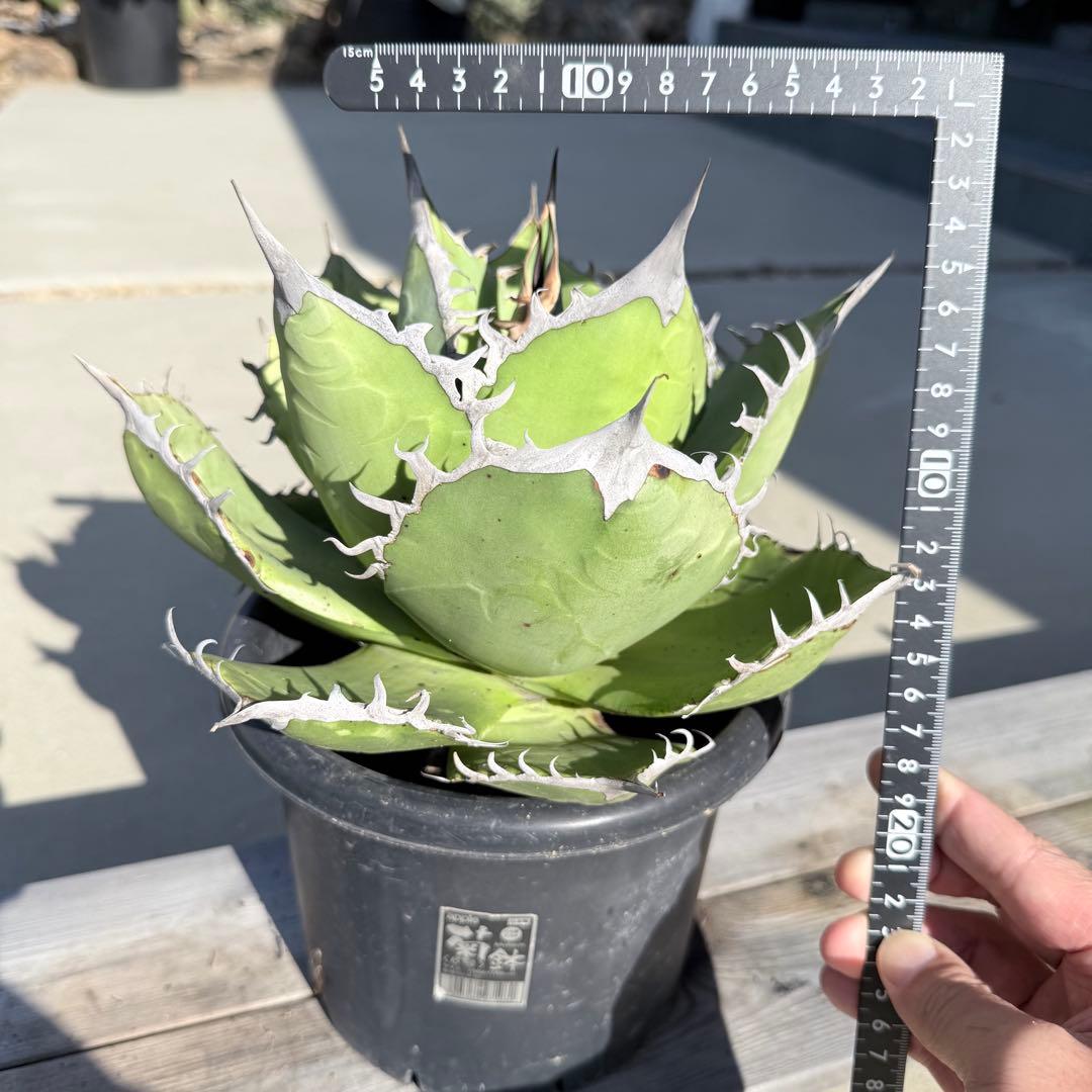 【gocciaplants産】アガベチタノタ黒桃　アガベチタノタスペード