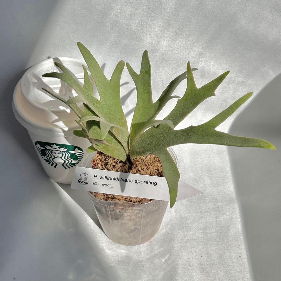 【メルカリ便】 P. Willinckii Nano(spore)【V21】