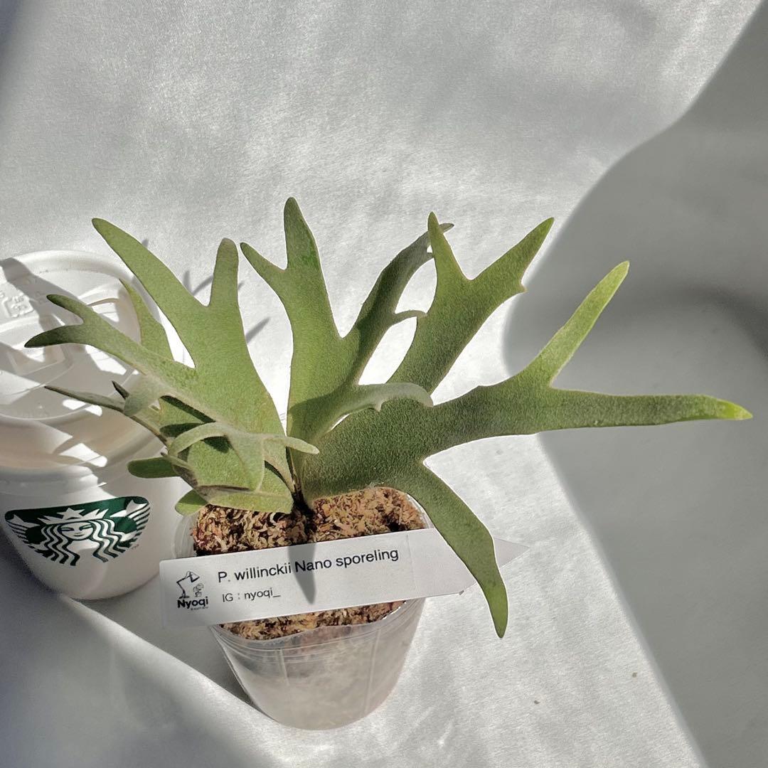 【メルカリ便】 P. Willinckii Nano(spore)【V21】