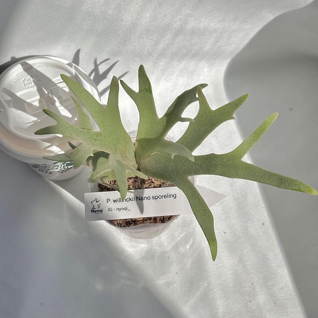 【メルカリ便】 P. Willinckii Nano(spore)【V21】