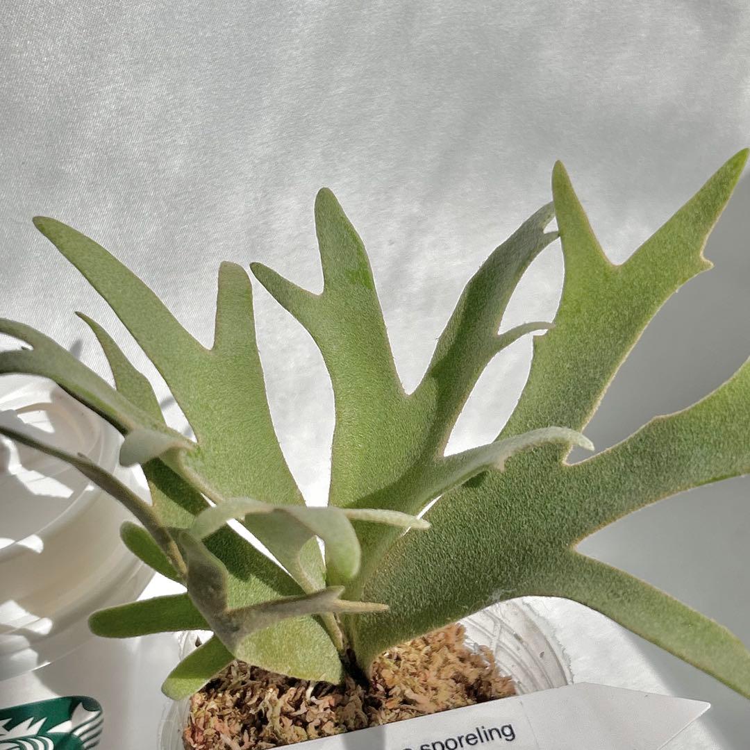 【メルカリ便】 P. Willinckii Nano(spore)【V21】