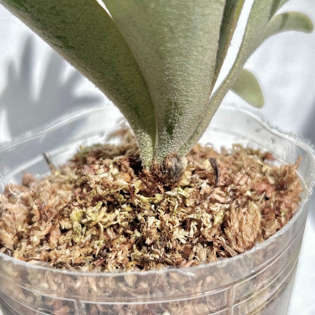 【メルカリ便】 P. Willinckii Nano(spore)【V21】