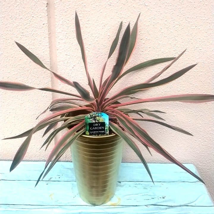 7000⤵️❇冬季紅葉庭植え推奨！ユッカ グロリオーサ バリエガータ5年物