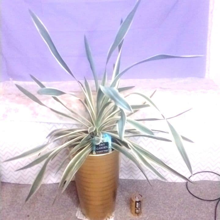 7000⤵️❇冬季紅葉庭植え推奨！ユッカ グロリオーサ バリエガータ5年物