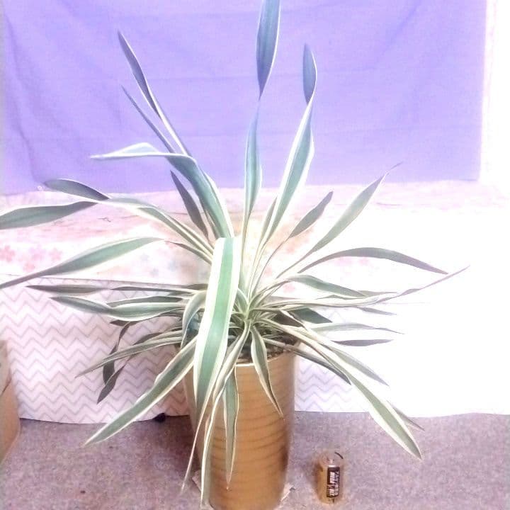 7000⤵️❇冬季紅葉庭植え推奨！ユッカ グロリオーサ バリエガータ5年物