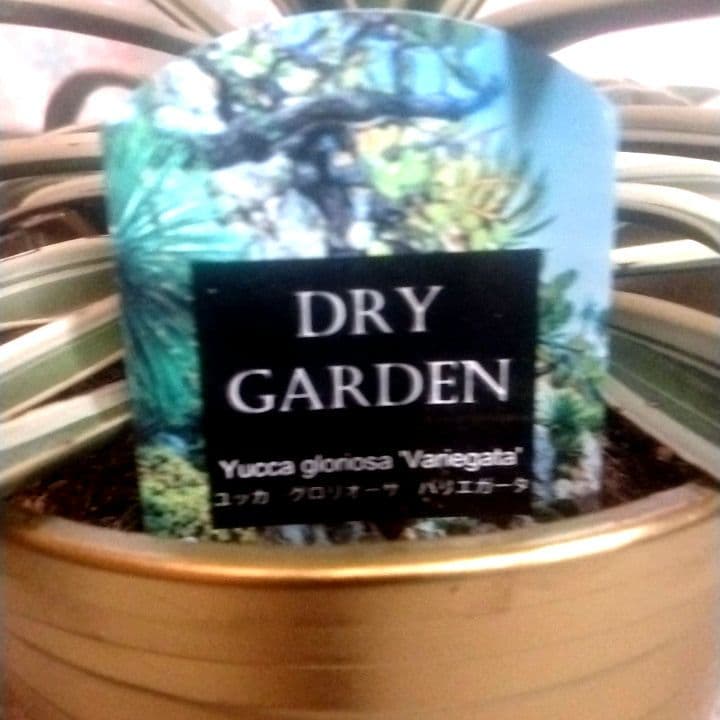 7000⤵️❇冬季紅葉庭植え推奨！ユッカ グロリオーサ バリエガータ5年物