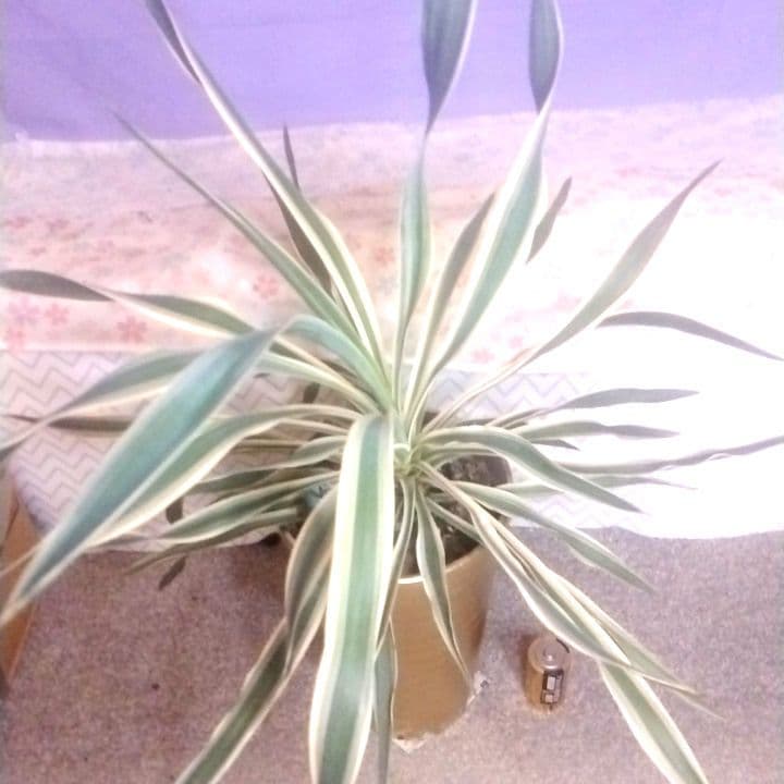 7000⤵️❇冬季紅葉庭植え推奨！ユッカ グロリオーサ バリエガータ5年物