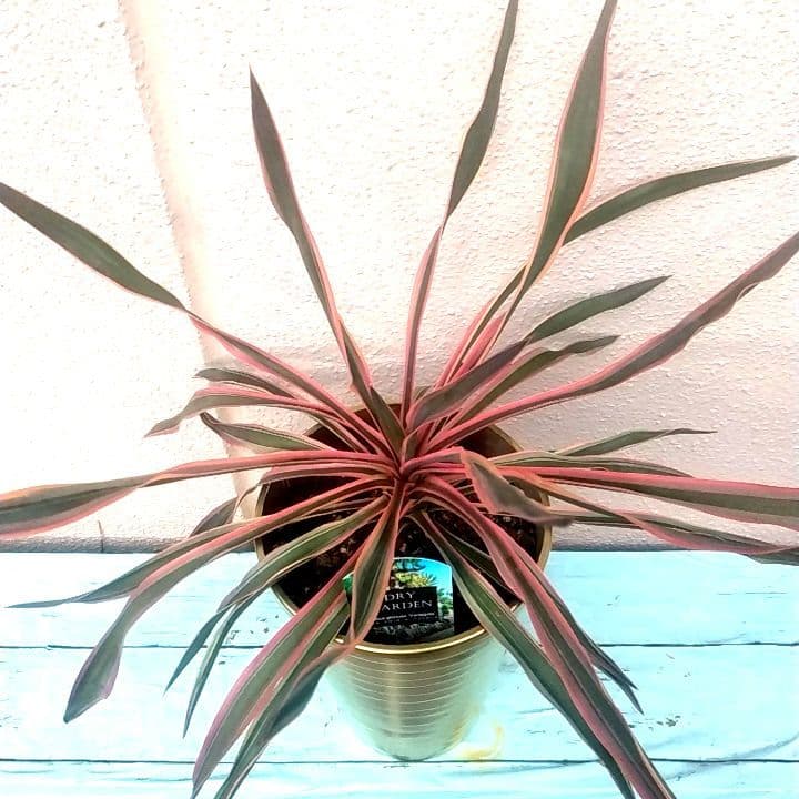 7000⤵️❇冬季紅葉庭植え推奨！ユッカ グロリオーサ バリエガータ5年物